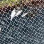 greenpeace likwidacja hodowli lubinow gran canaria