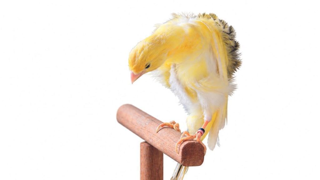 kanarek serinus canaria wyspy kanaryjskie