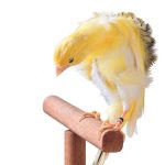 kanarek serinus canaria wyspy kanaryjskie