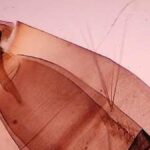 komar aedes aegypti mogan gran canaria