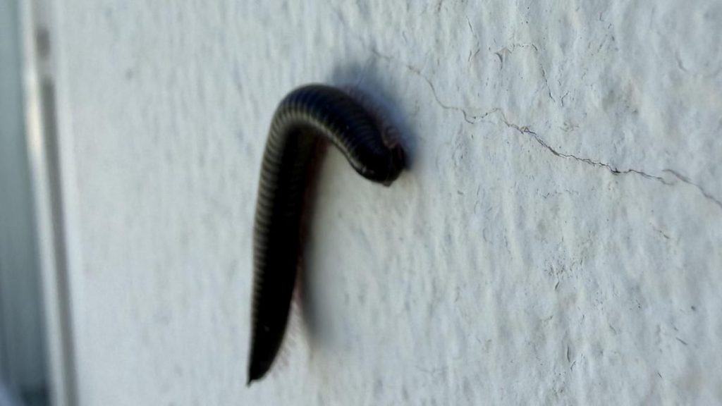 plaga milpies el hierro el pinar