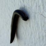 plaga milpies el hierro el pinar